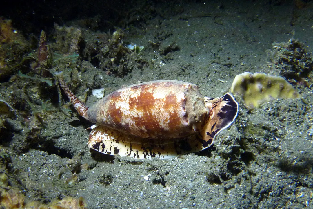 Geography Cone (Conus geographus)
