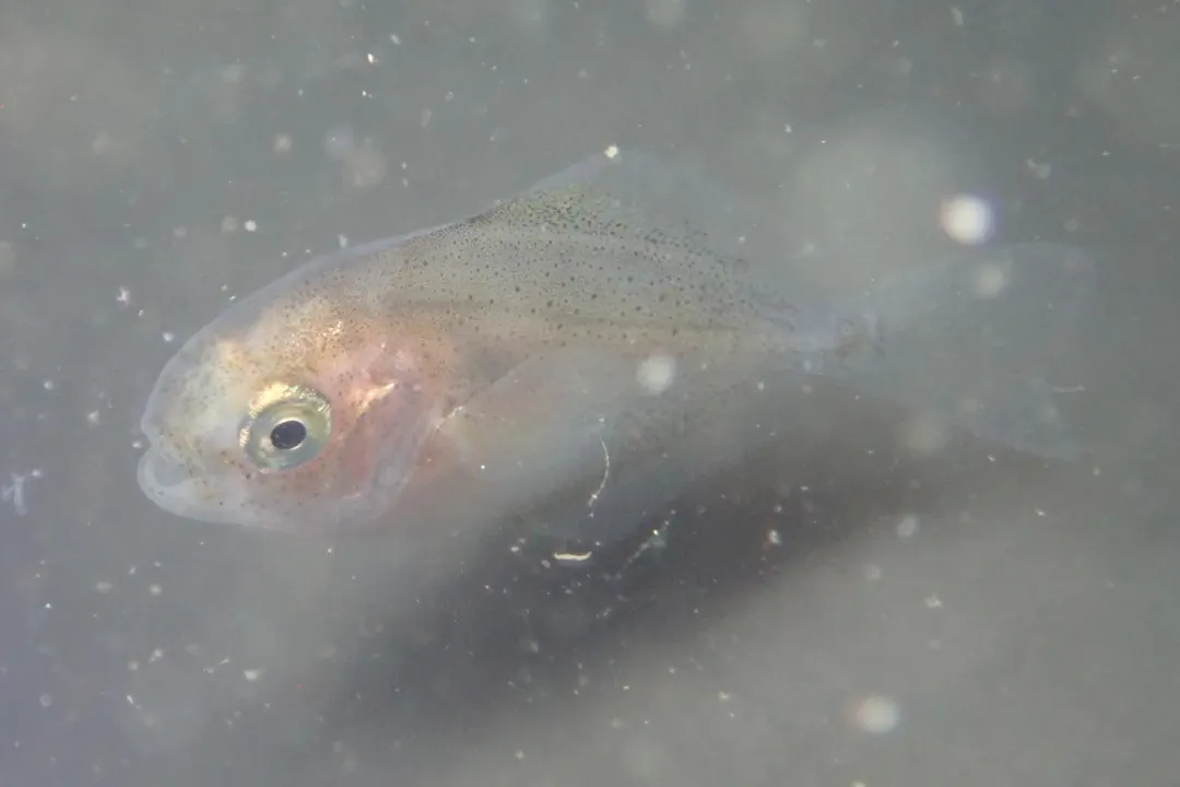 Pacific Pompano (Peprilus simillimus)