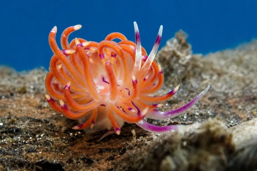 Purple-line Unidenitia