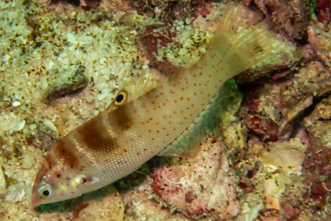 Batu Coris