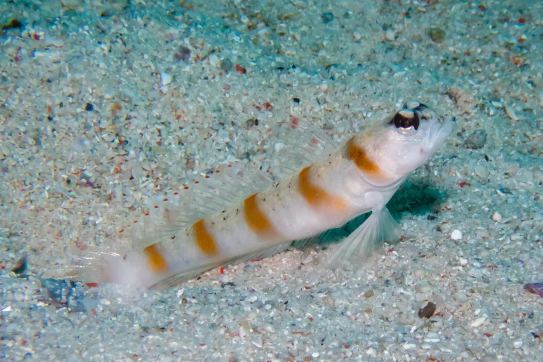 Redmargin Shrimpgoby (Amblyeleotris rubrimarginata)