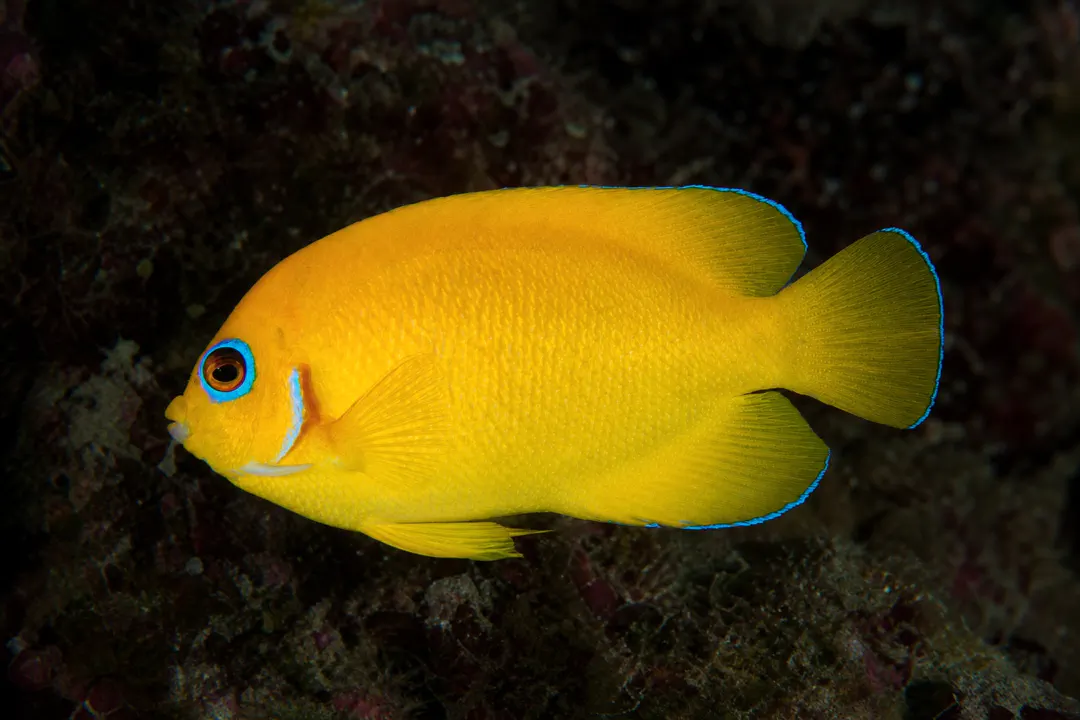 Lemonpeel Angelfish (Centropyge flavissima)
