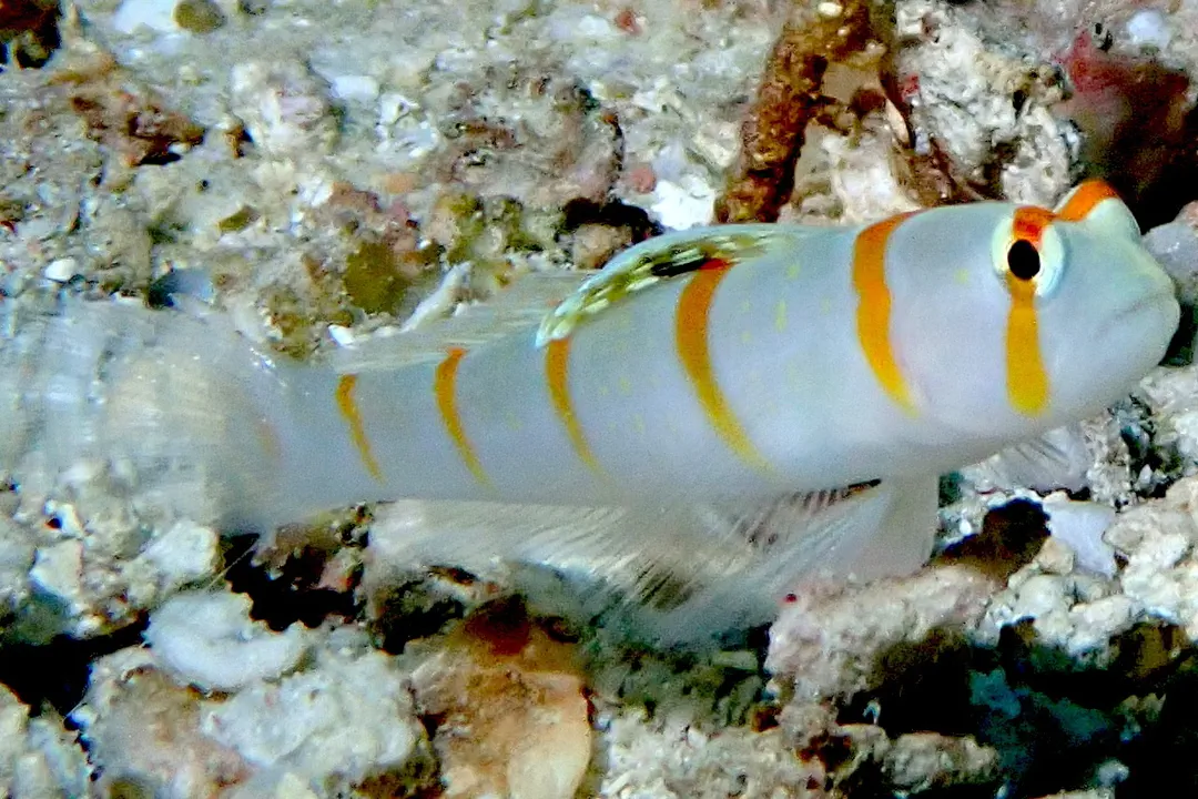 Sailfin Shrimpgoby (Amblyeleotris randalli)