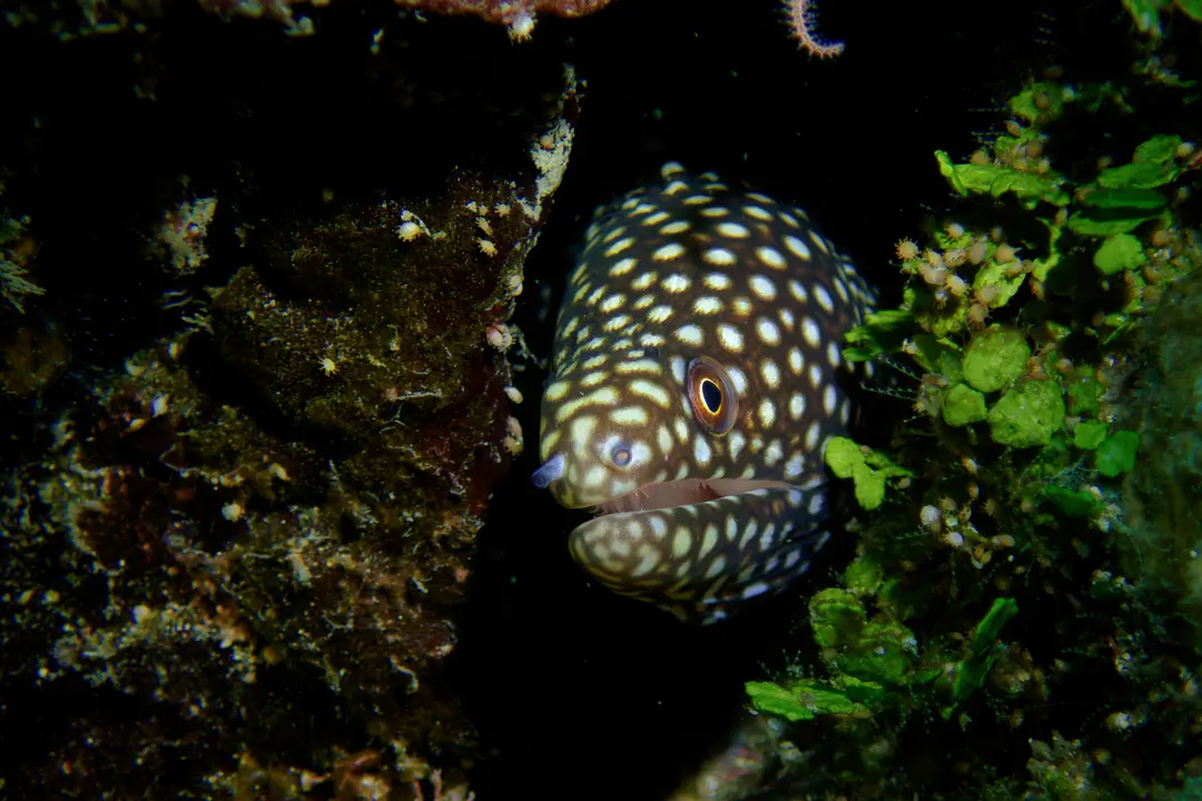 Whitemouth Moray (Gymnothorax meleagris)