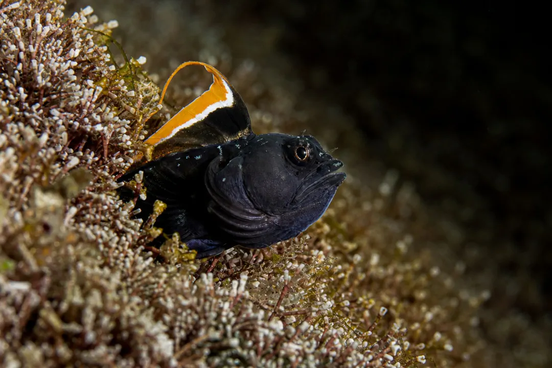 Spikefin Blenny