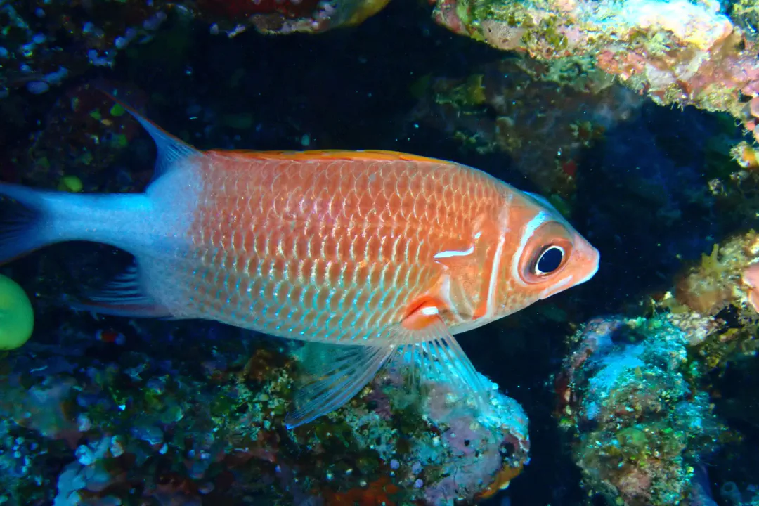 Tailspot Squirrelfish