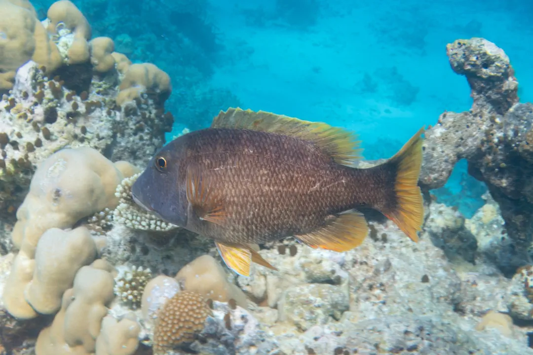 Orange-spotted Emperor (Lethrinus erythracanthus)