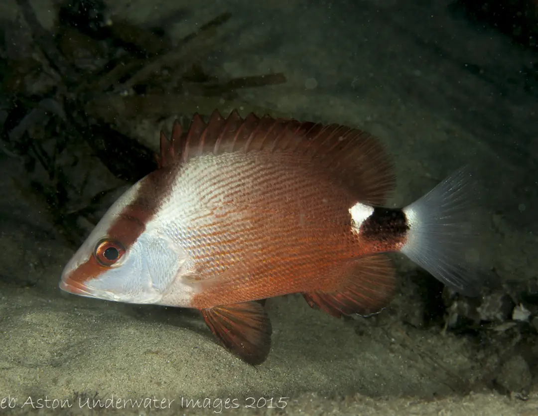 Seabook: Large mouth Nannygai