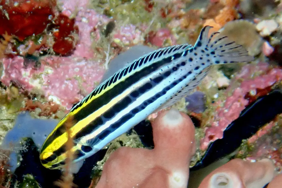 Linespot Fangblenny (Meiacanthus grammistes)