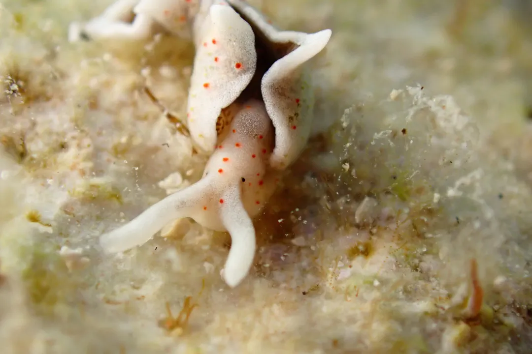 Elysia timida (Elysia timida)