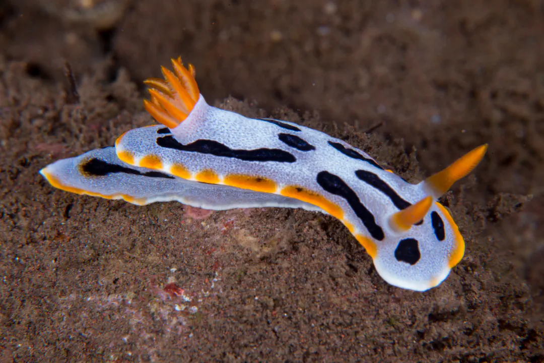 Diana's Chromodoris (Chromodoris dianae)