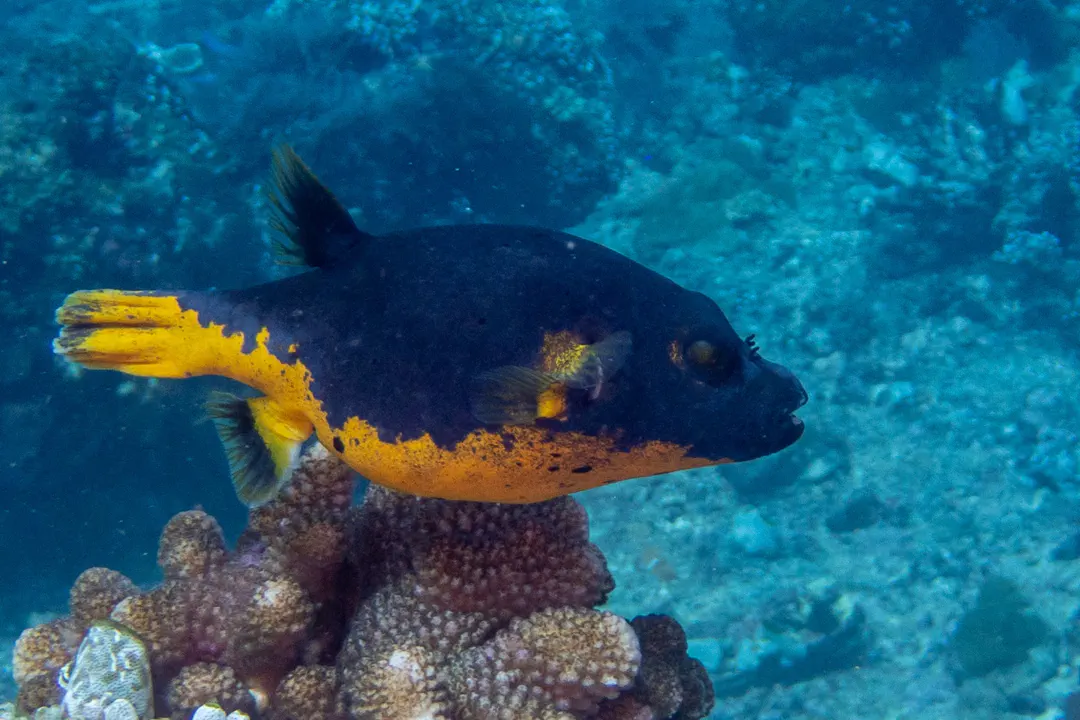 Blackspotted Puffer (yellow-blue)