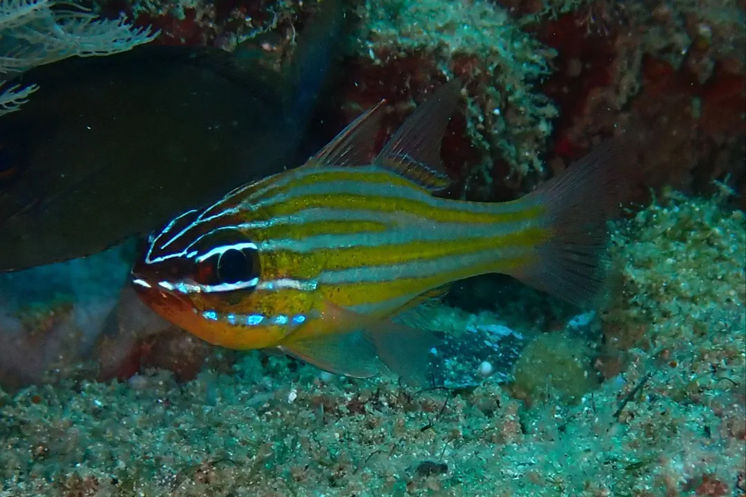 Yellowstriped Cardinalfish (Ostorhinchus cyanosoma)