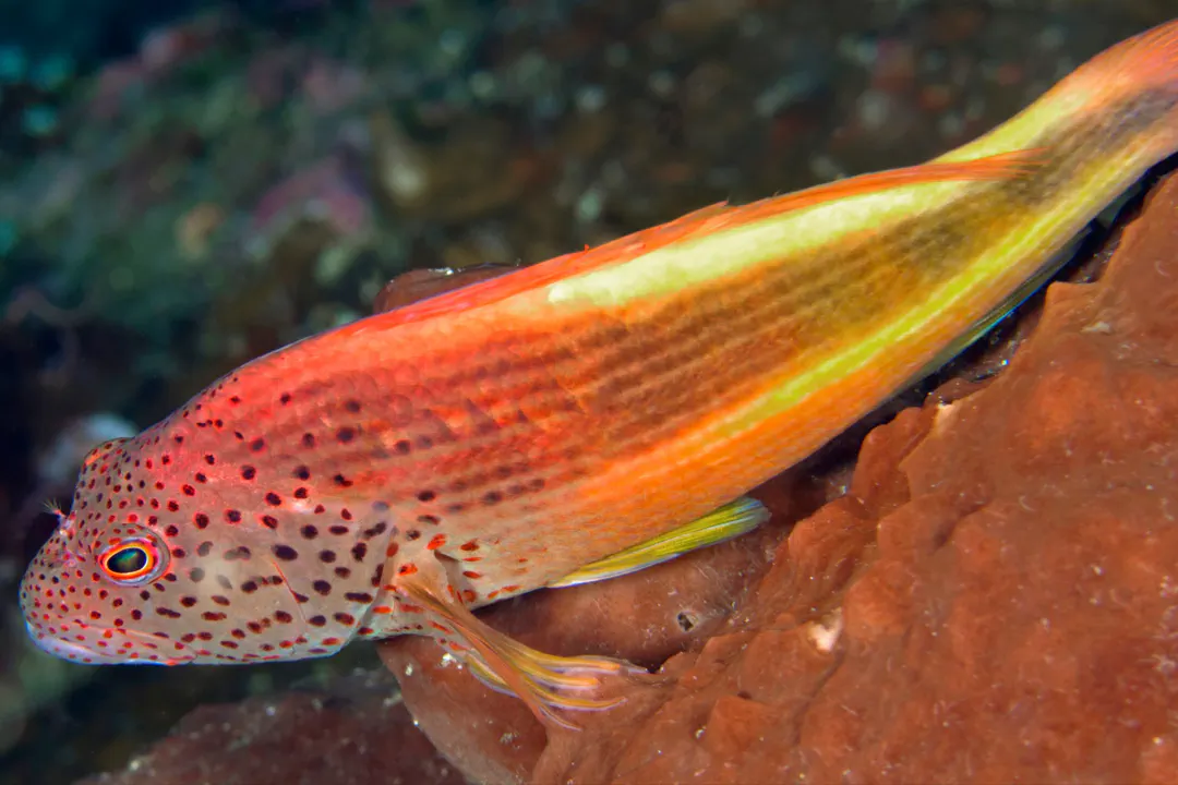 Blackside Hawkfish