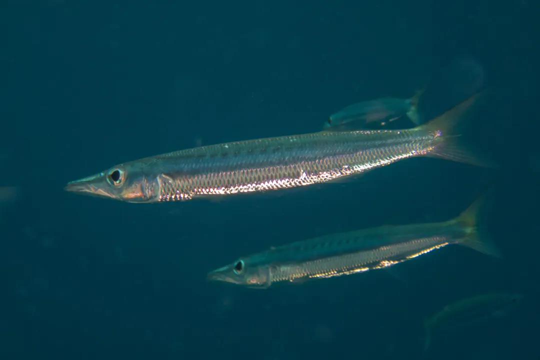Yellowtail Barracuda
