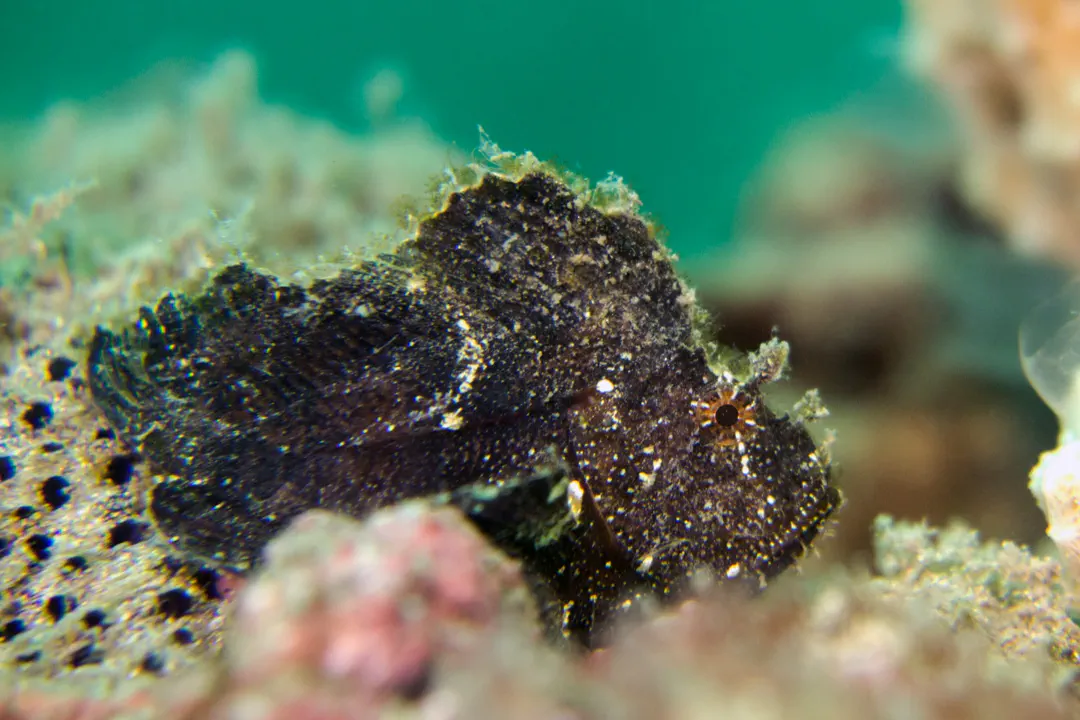 Leaf Scorpionfish (brown) (Taenianotus triacanthus)