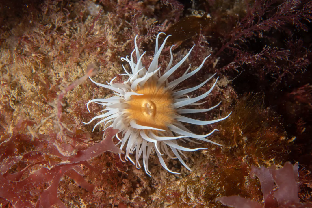 Sandalled Anemone (Actinothoe sphyrodeta)