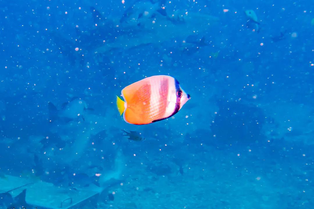 Blacklip Butterflyfish