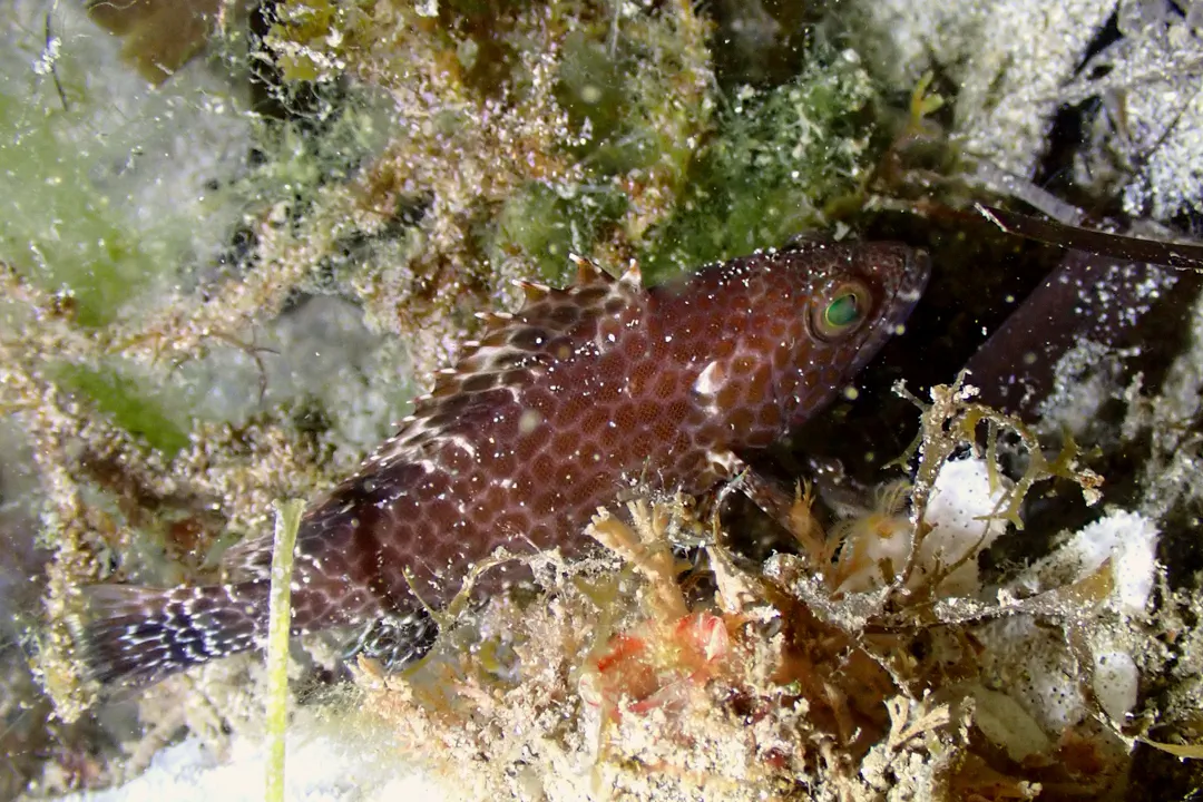 Brownspotted Rock Cod (Epinephelus chlorostigma)