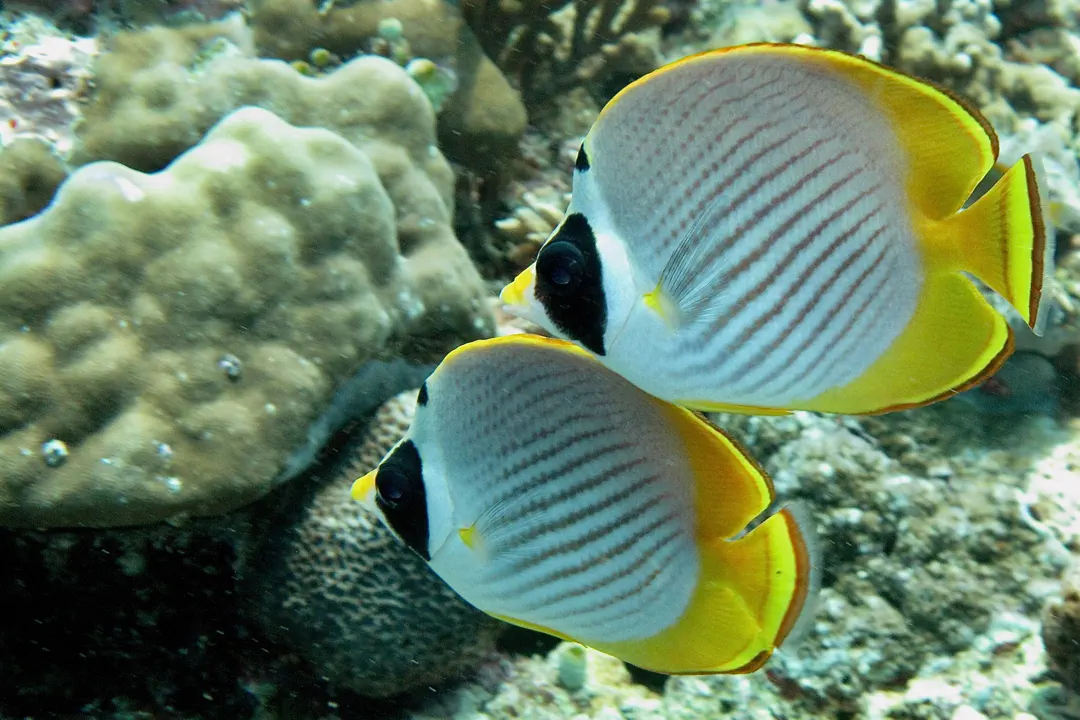 Philippine Butterflyfish (Chaetodon adiergastos)