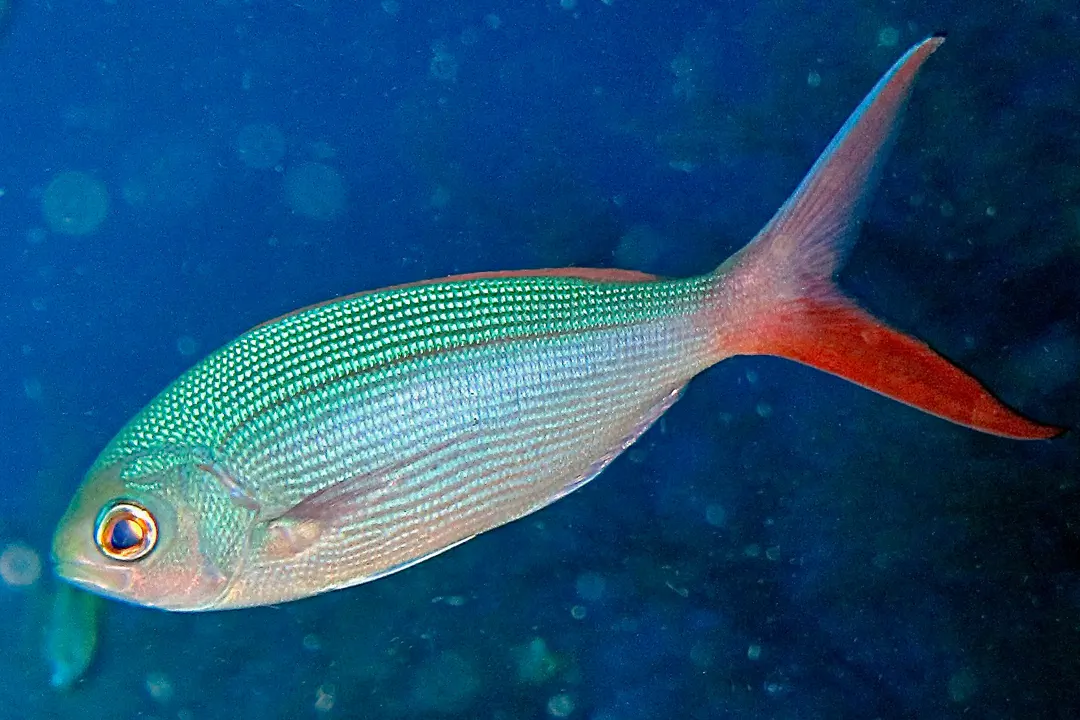 Dusky Snapper (Paracaesio sordida)