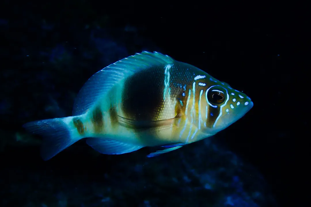 Barred Hamlet (Hypoplectrus puella)