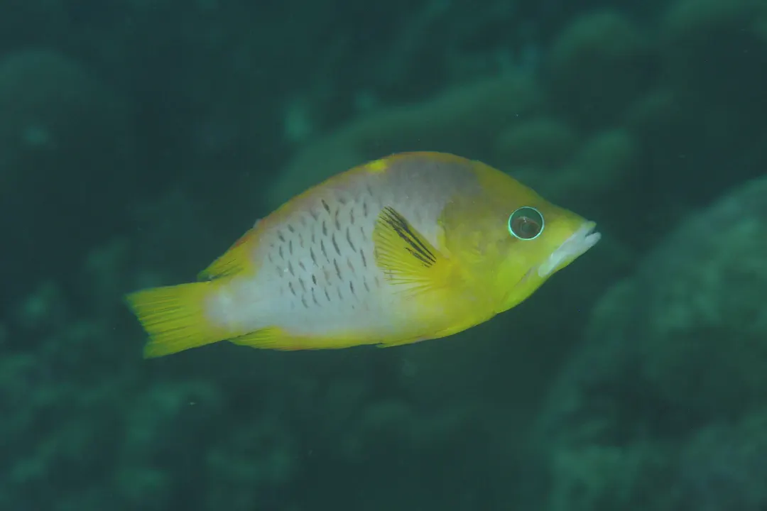 Latent Slingjaw Wrasse (female) (Epibulus brevis)