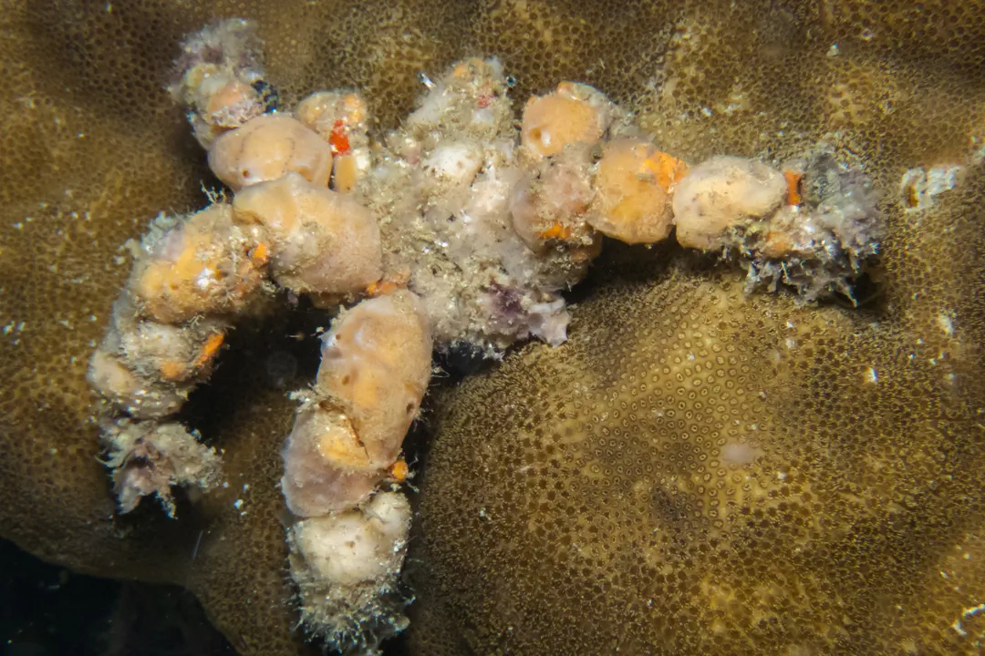 Reef Decorator Crab (Camposcia retusa)