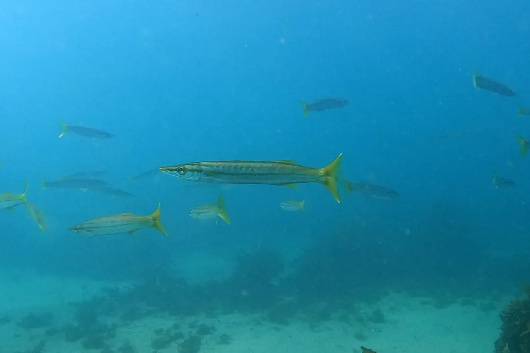 Striped Pike