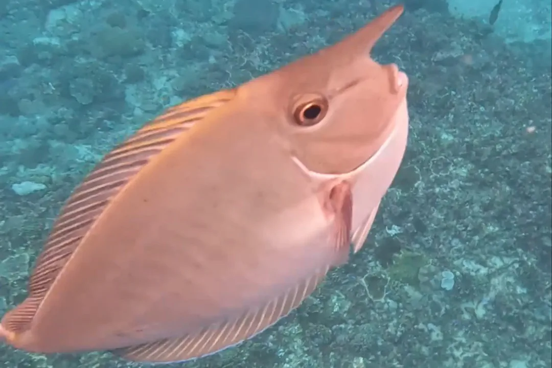Paletail Unicornfish