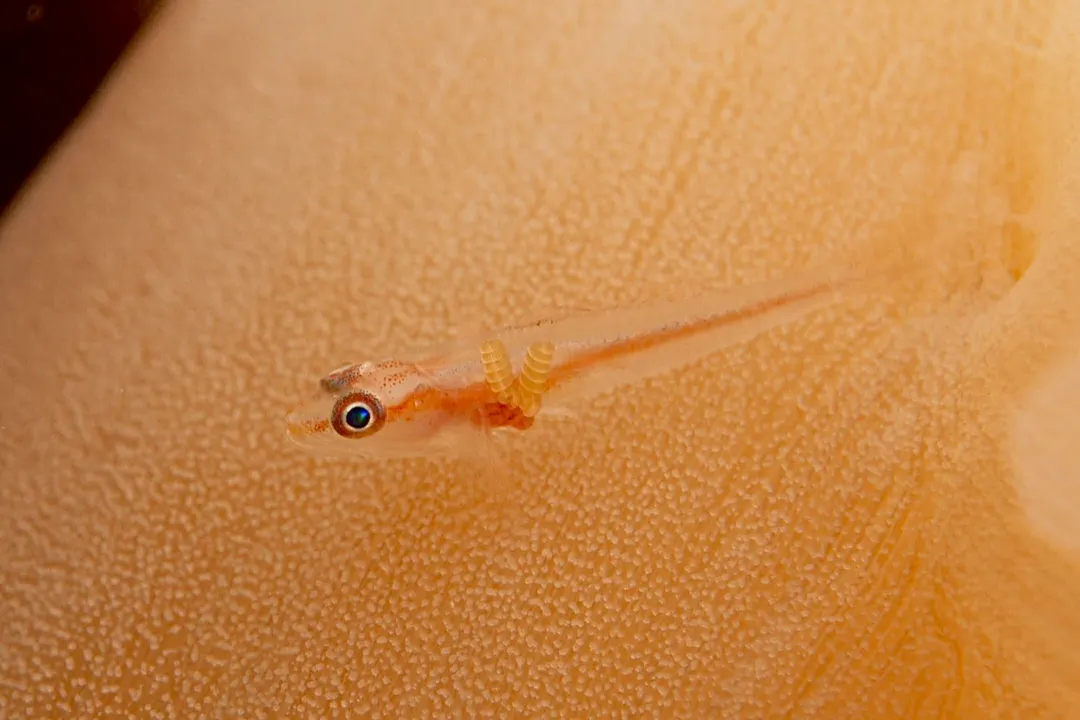 Translucent Coral Goby (Bryaninops erythrops)