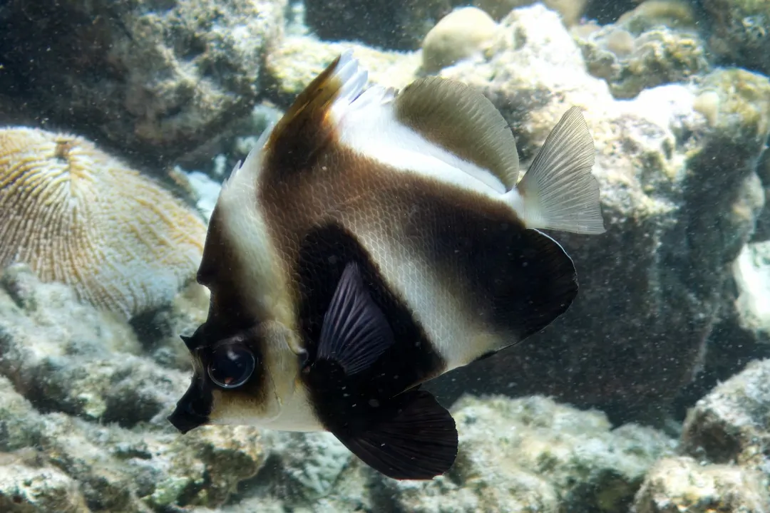Phantom Bannerfish