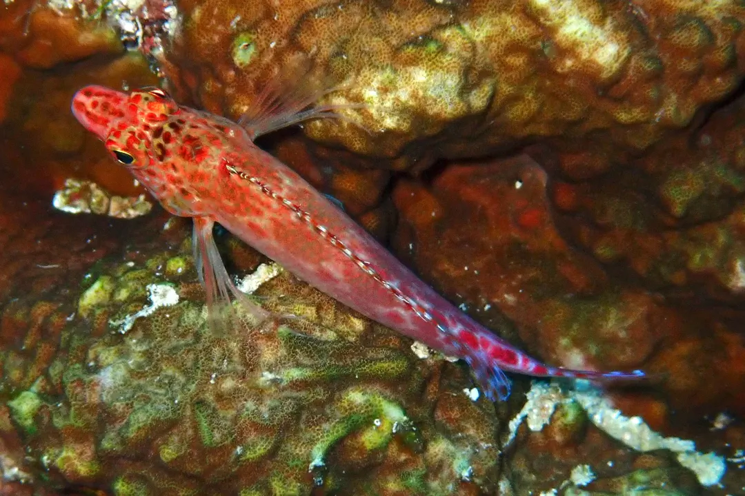 Pixy Hawkfish (dark) (Cirrhitichthys oxycephalus)