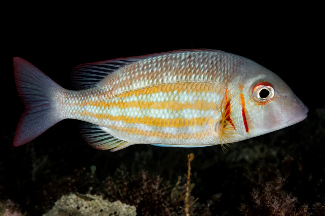 Yellow Striped Emperor (Lethrinus ornatus)
