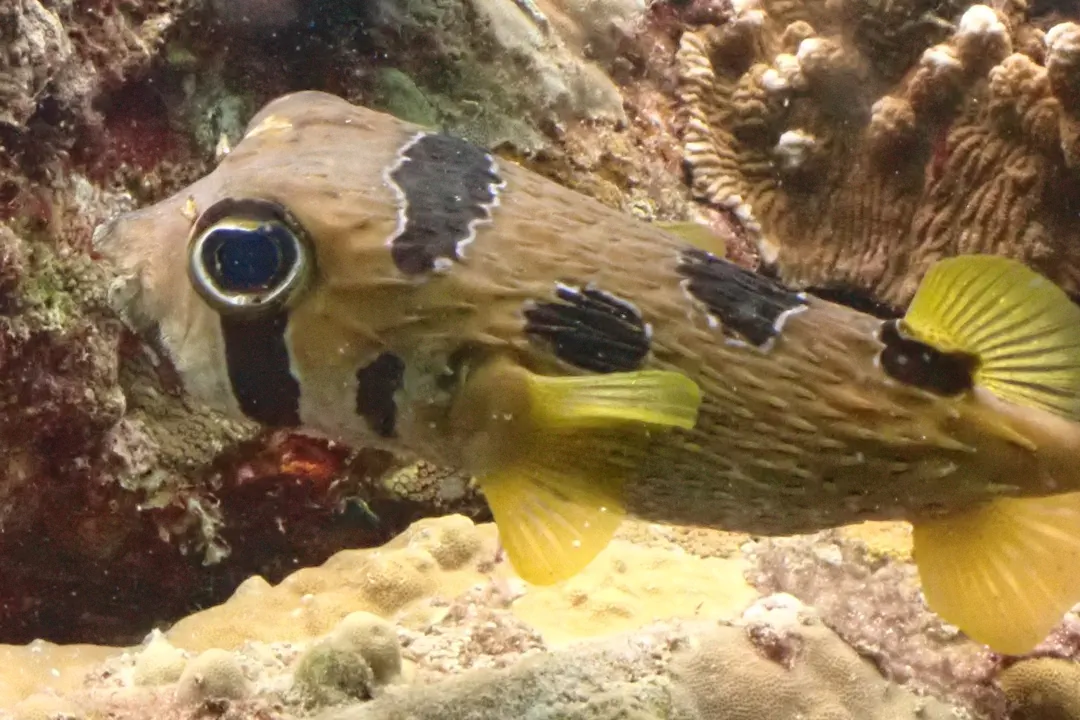 Blackblotched Porcupinefish