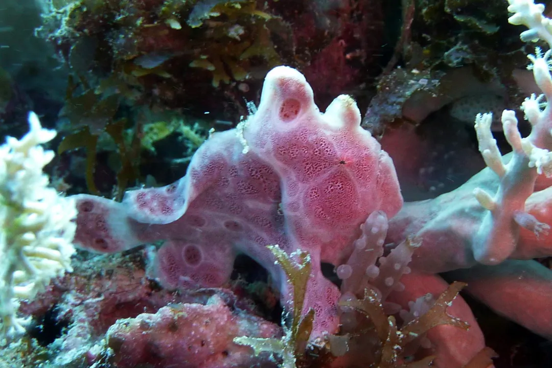 Painted Frogfish (pink) (Antennarius pictus)