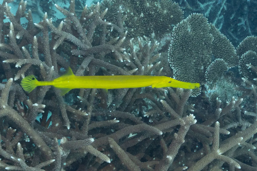Chinese Trumpetfish (yellow)