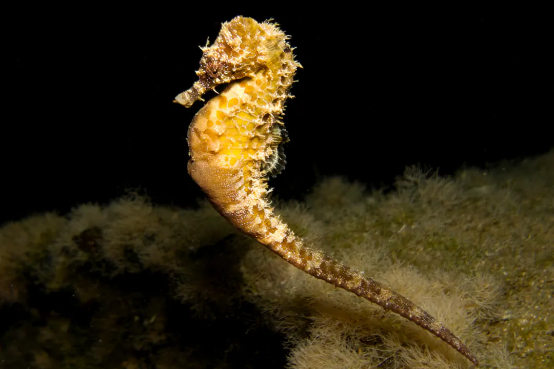 Long-Snouted Seahorse (yellow) (Hippocampus guttulatus)