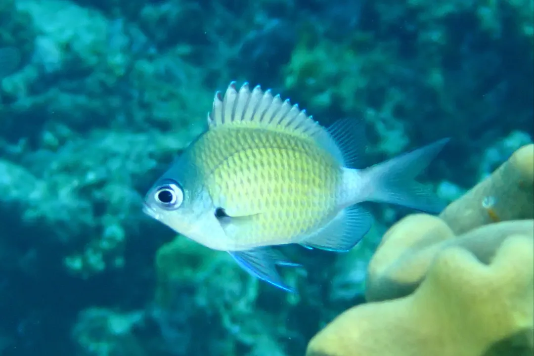 Stoutbody Puller (Chromis chrysura)