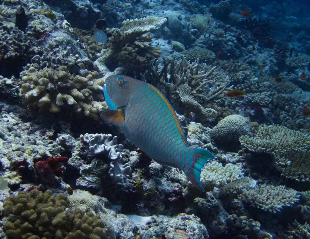 Seabook: Spotted Parrotfish (male)