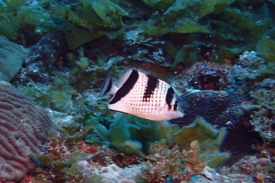 Asian Butterflyfish