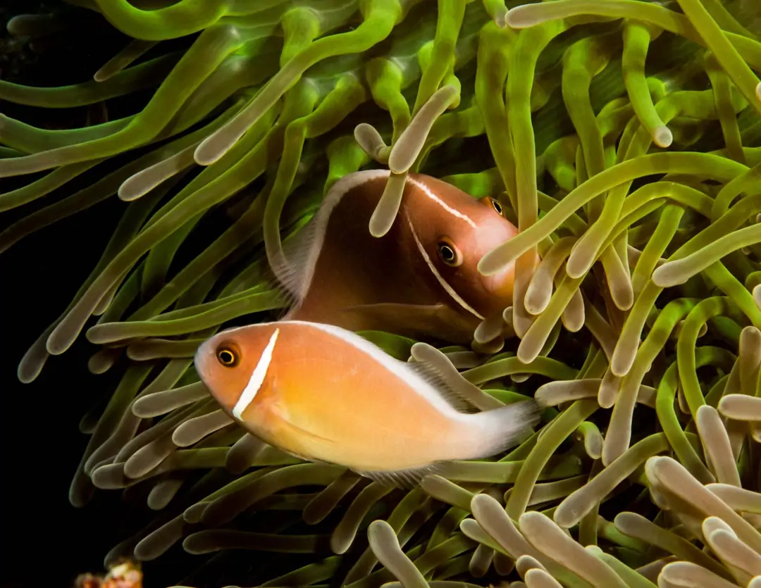 Seabook: Pink Skunk Anemonefish (pale)