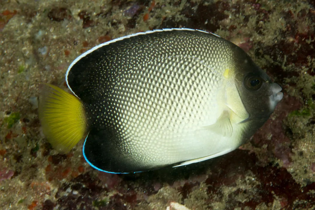 Indian Yellowtail Angelfish (Apolemichthys xanthurus)