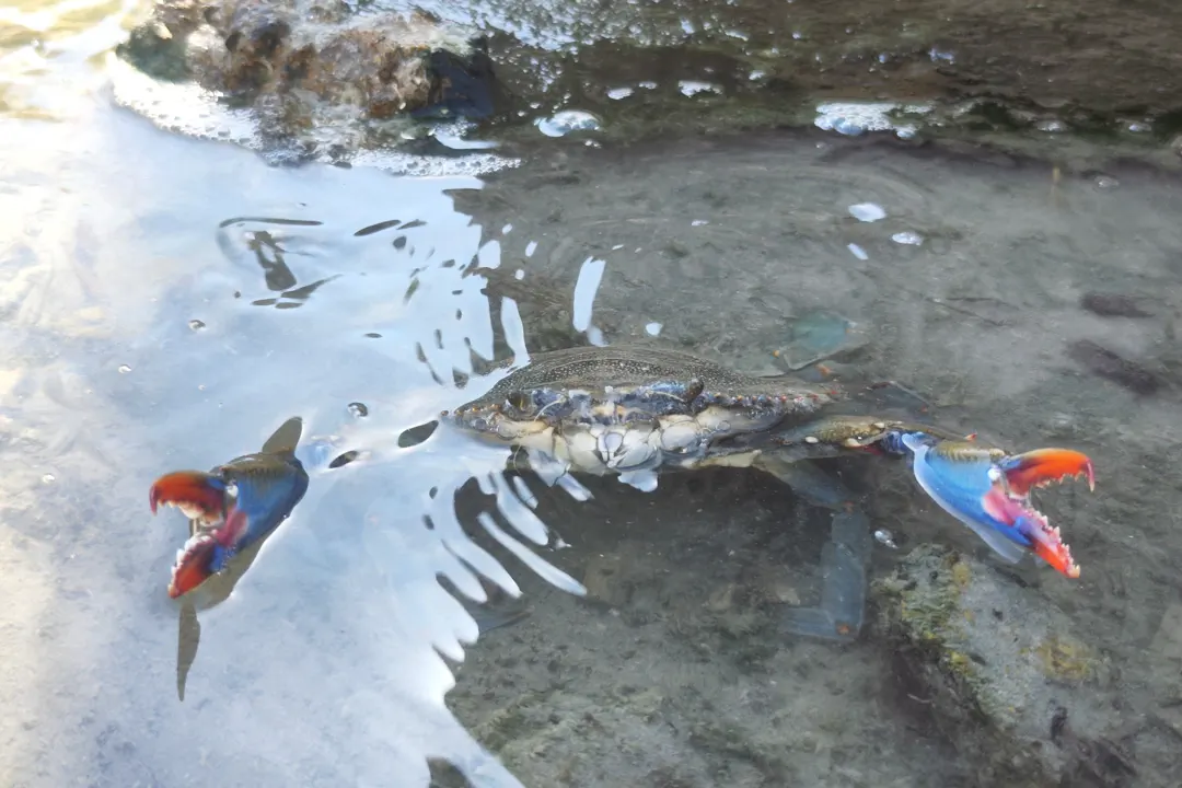 Atlantic Blue Crab