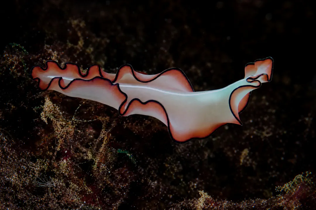 Orsak Flatworm (Maiazoon orsaki)