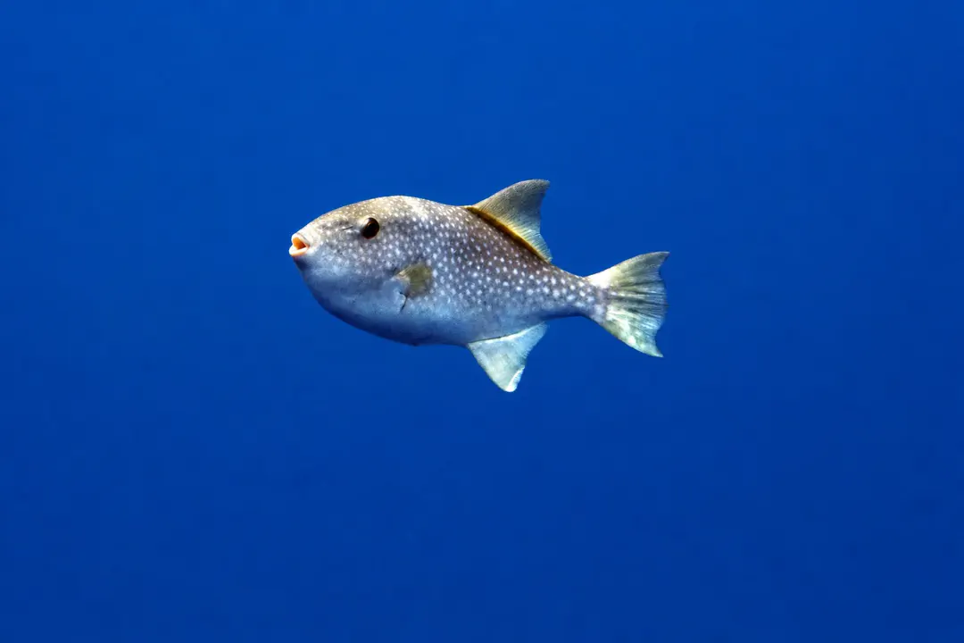 Spotted Oceanic Triggerfish