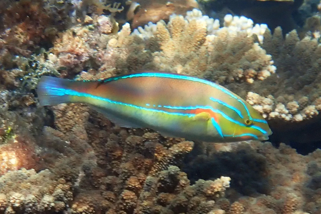 Redshoulder Wrasse (male) (Stethojulis bandanensis)
