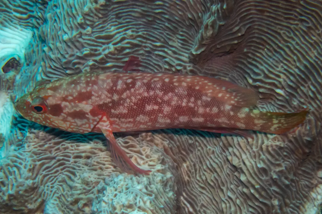Strawberry Grouper (Cephalopholis spiloparaea)