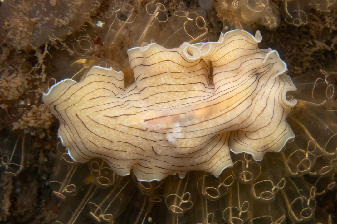 Candy Striped Flatworm