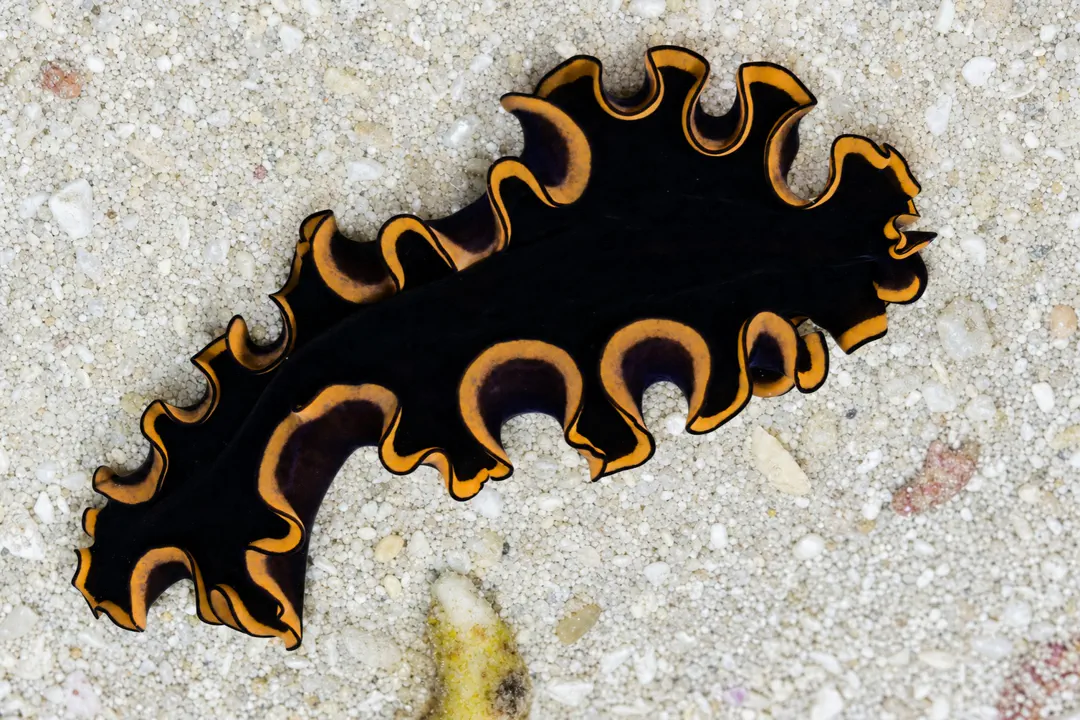 Pseudoceros sp sp (Pseudoceros sp sp)
